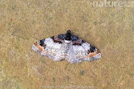 Attēlu rezultāti vaicājumam “Catarhoe cuculata”