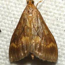 Attēlu rezultāti vaicājumam “Ostrinia nubilalis”