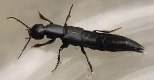 Attēlu rezultāti vaicājumam “Staphylinidae”