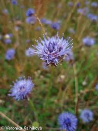 Attēlu rezultāti vaicājumam “Jasione montana fruit”