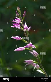 Attēlu rezultāti vaicājumam “Cephalanthera rubra bud”