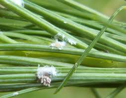 Attēlu rezultāti vaicājumam “Adelges laricis”