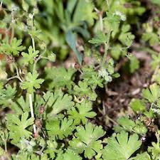 Attēlu rezultāti vaicājumam “Geranium molle”