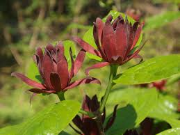 Attēlu rezultāti vaicājumam “Calycanthus floridus”