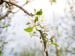 Attēlu rezultāti vaicājumam “Malus domestica flower”