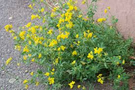 Attēlu rezultāti vaicājumam “Lotus corniculatus”