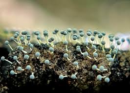 Attēlu rezultāti vaicājumam “Physarum oblatum macro”