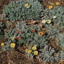 Image result for Gazanien