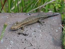 Attēlu rezultāti vaicājumam “Lacerta vivipara female”