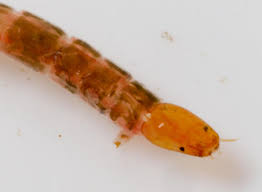 Attēlu rezultāti vaicājumam “Chironomidae larva”