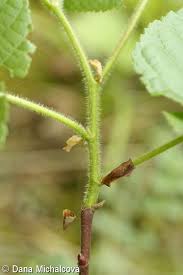 Attēlu rezultāti vaicājumam “Tilia platyphyllos subsp. platyphyllos”