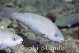 Image result for Scarus psittacus