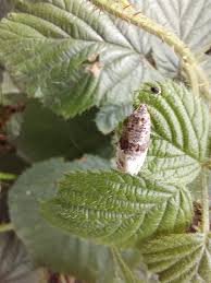 Attēlu rezultāti vaicājumam “Apotomis betuletana”