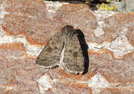 Attēlu rezultāti vaicājumam “Caradrina morpheus”