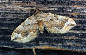 Attēlu rezultāti vaicājumam “Pelurga comitata”