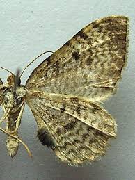 Attēlu rezultāti vaicājumam “Hydria undulata”