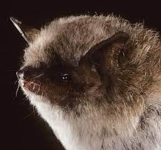 Attēlu rezultāti vaicājumam “Myotis dasycneme”