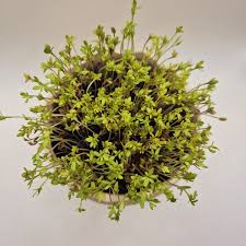 Image result for Gartenkresse