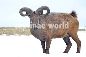 Attēlu rezultāti vaicājumam “Capra”