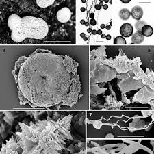 Attēlu rezultāti vaicājumam “Didymium annulisporum”