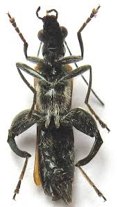 Attēlu rezultāti vaicājumam “Oedemera femorata”