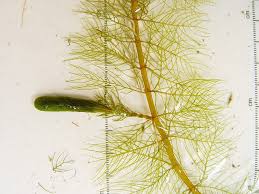 Attēlu rezultāti vaicājumam “Eucladium verticillatum”