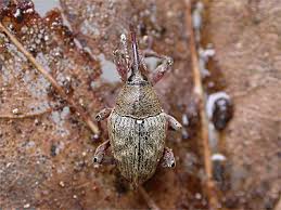 Attēlu rezultāti vaicājumam “Curculio nucum”