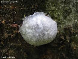 Attēlu rezultāti vaicājumam “Reticularia lycoperdon young”