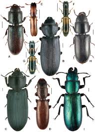 Attēlu rezultāti vaicājumam “Grynocharis oblonga”