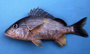 Image result for Haemulon sciurus