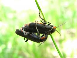 Attēlu rezultāti vaicājumam “Cantharis obscura”