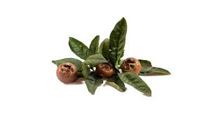 Attēlu rezultāti vaicājumam “Mespilus germanica fruit”