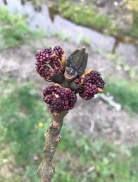 Attēlu rezultāti vaicājumam “Fraxinus excelsior fruit”