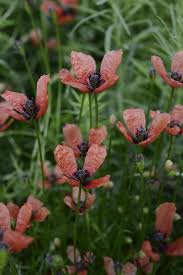 Attēlu rezultāti vaicājumam “Papaver argemone leaf”