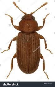 Attēlu rezultāti vaicājumam “Dienerella elongata”