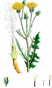 Attēlu rezultāti vaicājumam “Crepis biennis”