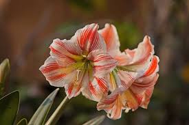 Attēlu rezultāti vaicājumam “Amarillidaceae”