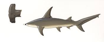 Image result for Sphyrna media