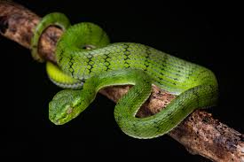 Attēlu rezultāti vaicājumam “Lycogala persicum young”