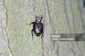 Attēlu rezultāti vaicājumam “Osmoderma barnabita imago”