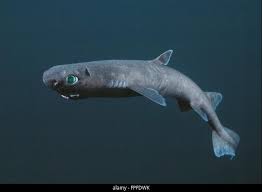 Image result for Dalatias licha