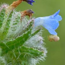 Attēlu rezultāti vaicājumam “Anchusa arvensis”