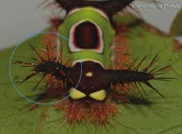 Attēlu rezultāti vaicājumam “Craniophora ligustri larva”