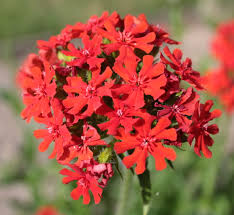 Attēlu rezultāti vaicājumam “Silene chalcedonica”