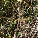 Attēlu rezultāti vaicājumam “Diplotaxis muralis fruit”