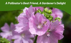 Attēlu rezultāti vaicājumam “Malva moschata flower”