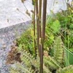 Attēlu rezultāti vaicājumam “Pedicularis sceptrum-carolinum leaf”