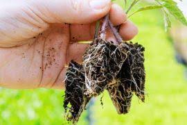 Attēlu rezultāti vaicājumam “Anomodon viticulosus”