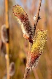 Attēlu rezultāti vaicājumam “Salix purpurea male flower”