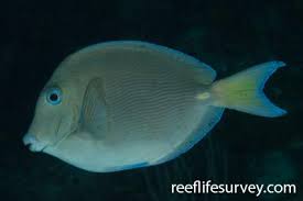 Image result for Acanthurus bahianus